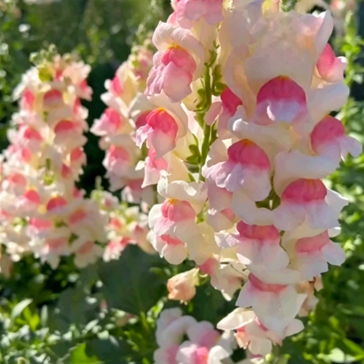 💮🌸Add Whimsy & Color to Your Garden with the 'Dragon Fruit' Snapdragon!🌹🌼